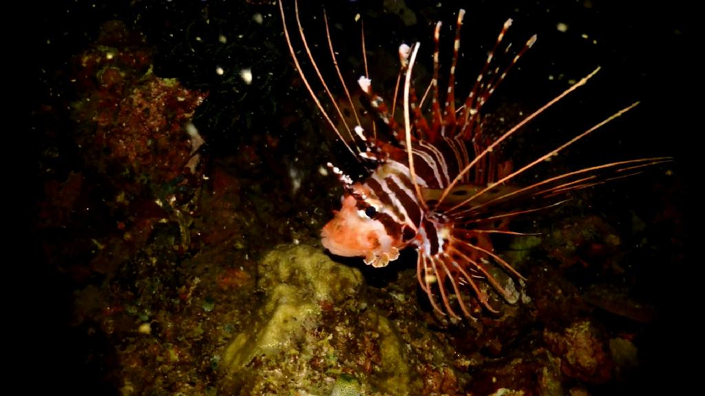 아닐라오 나이트 다이빙 - Anilao Kingkong Dive Resort - Red Rock