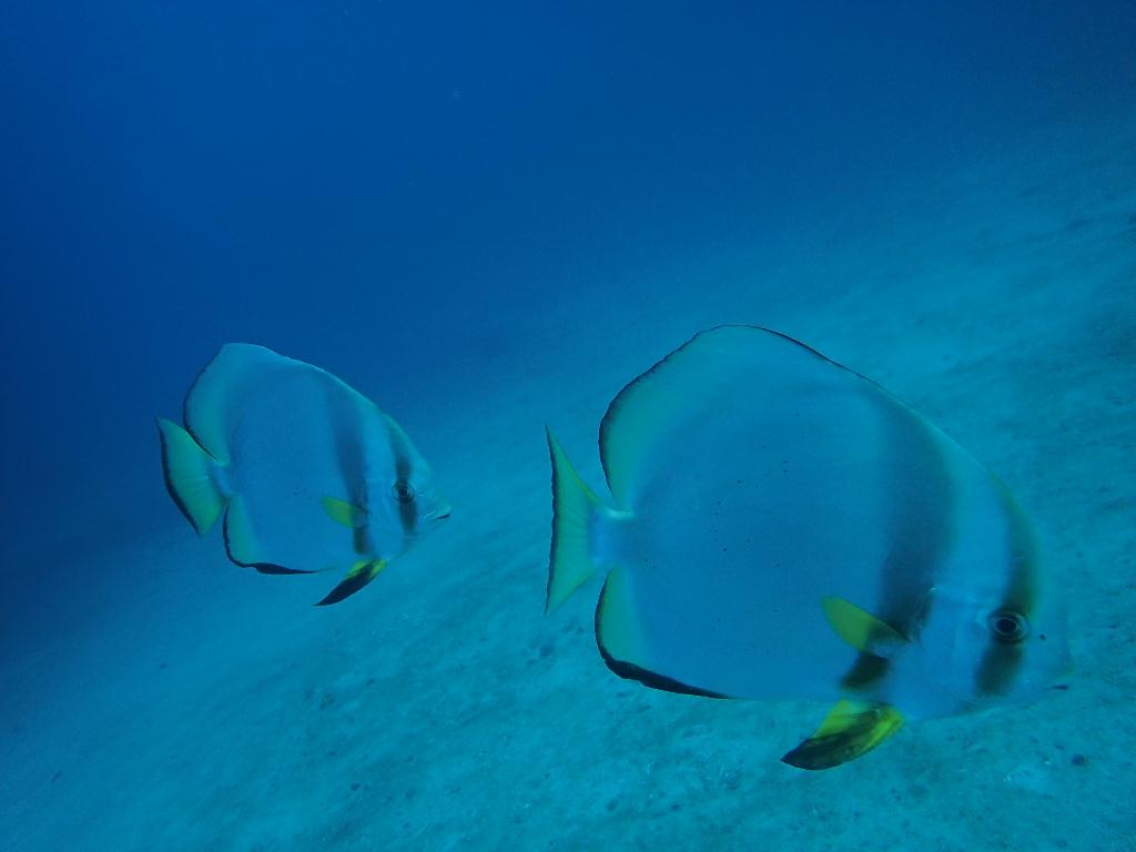 Check dive - sabang  - alma jane