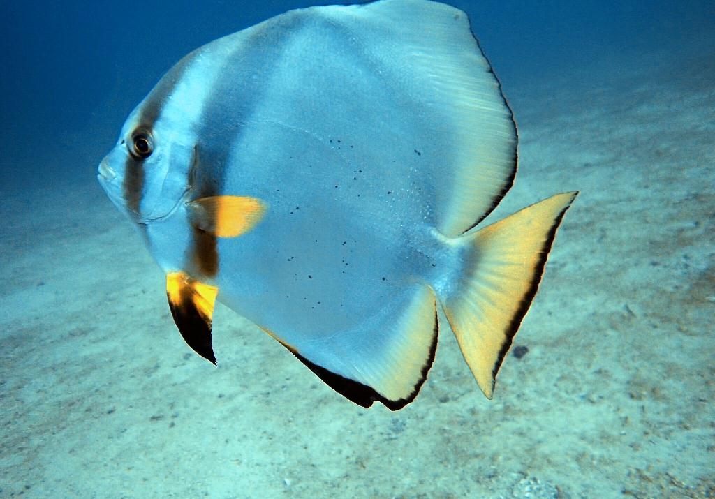 Check dive - sabang  - alma jane