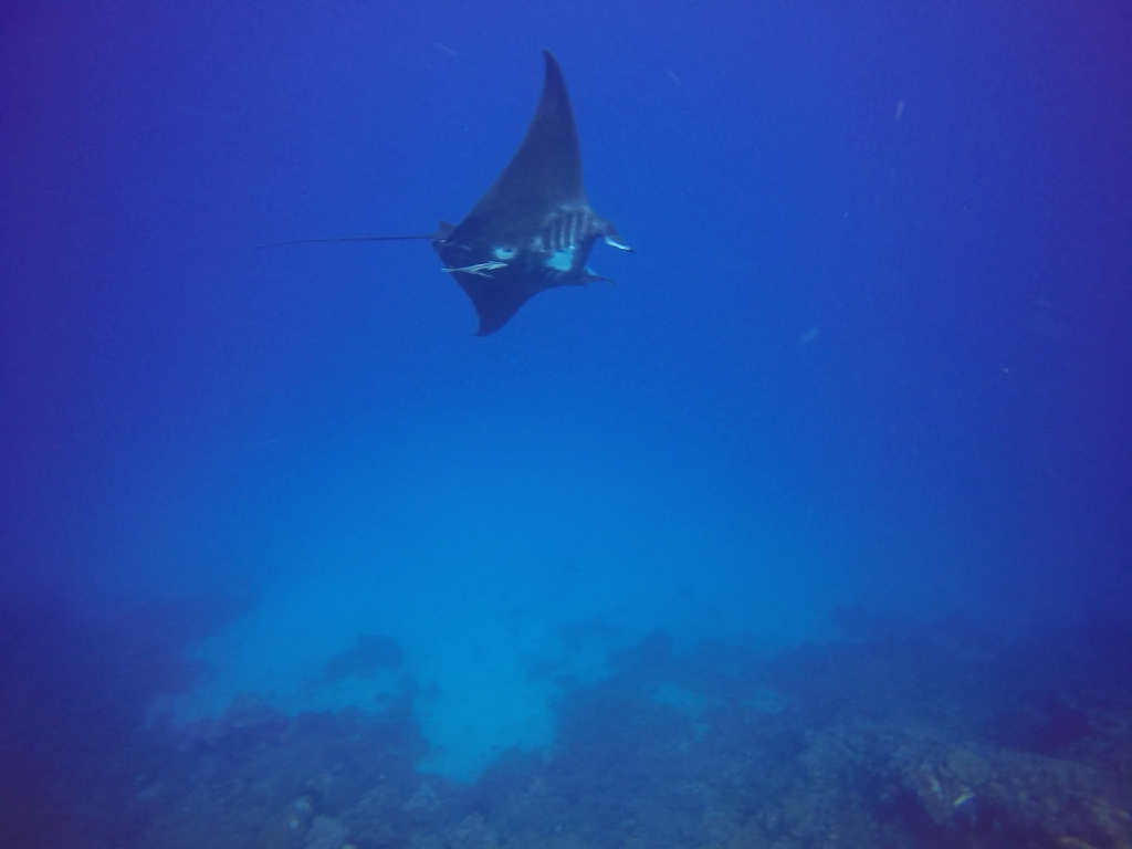 Fun diving - Komodo island - Manta Alley