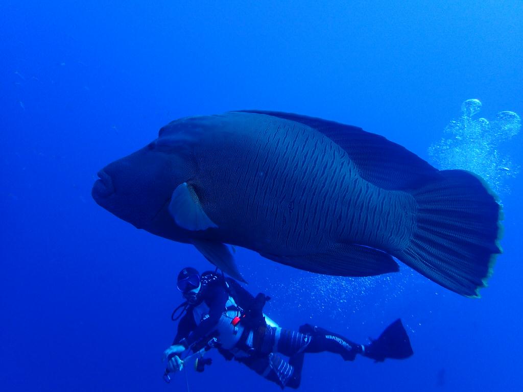 Fun diving - Komodo island - Castle rock