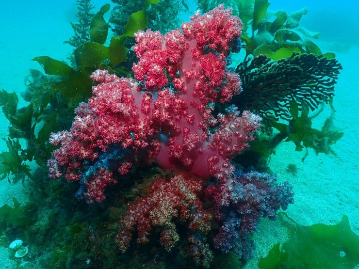 펀다이빙 - 제주 굿다이버 - 섶섬