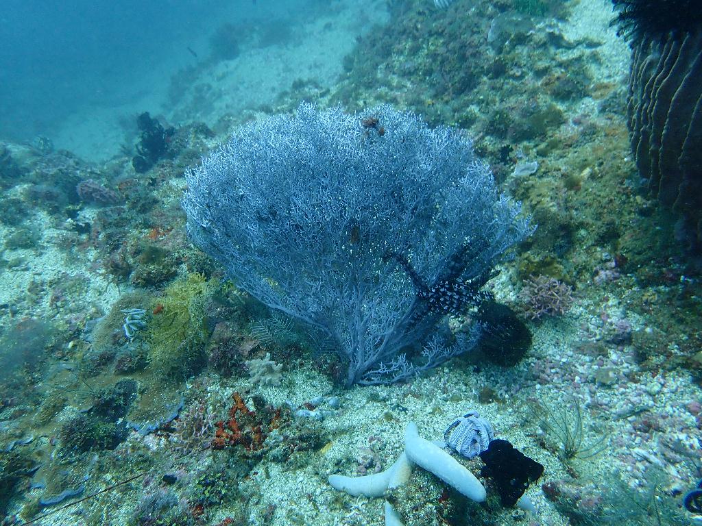 AD 드리프트 - 사방비치 - 마닐라채널