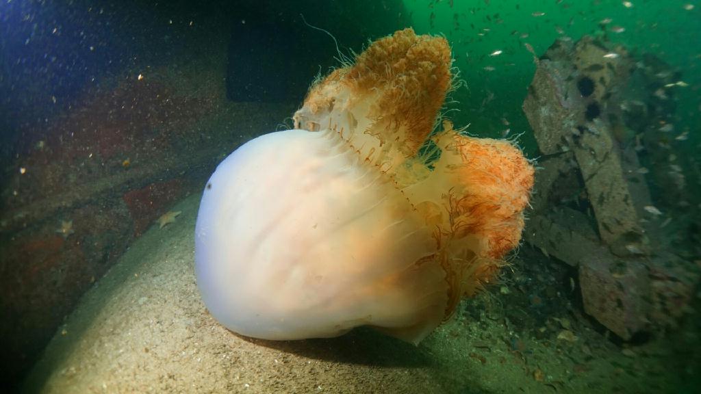 포항 청진 카페마린11 자연암반 - 포항 (펀다이빙) - 포항 청진 카페마린11 자연암반