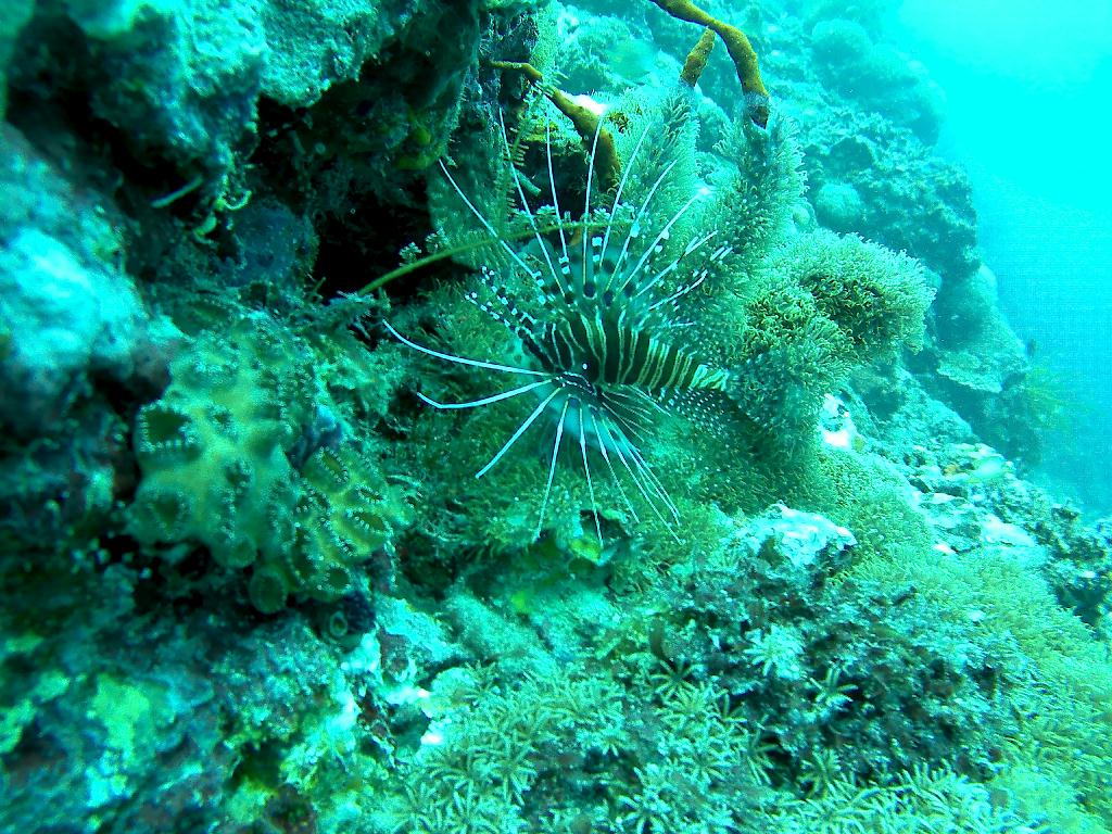 세부 막탄 - 오션플레이어 하우스 리프