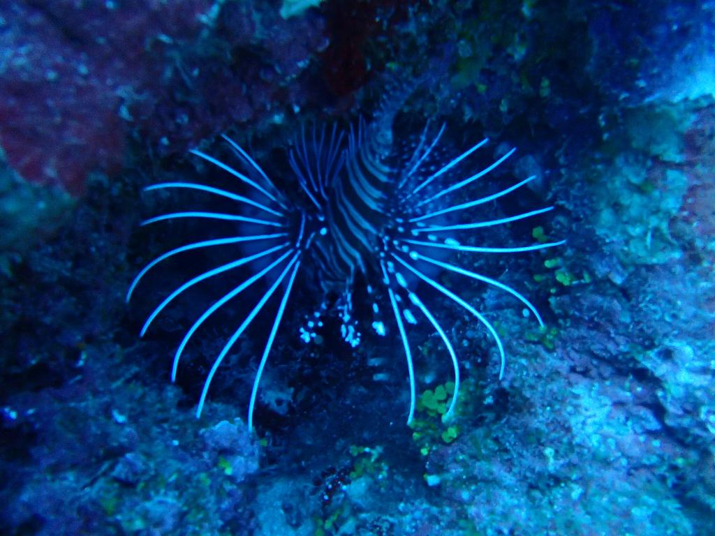 괌 자연암반 - 괌 (펀다이빙) - 괌 자연암반