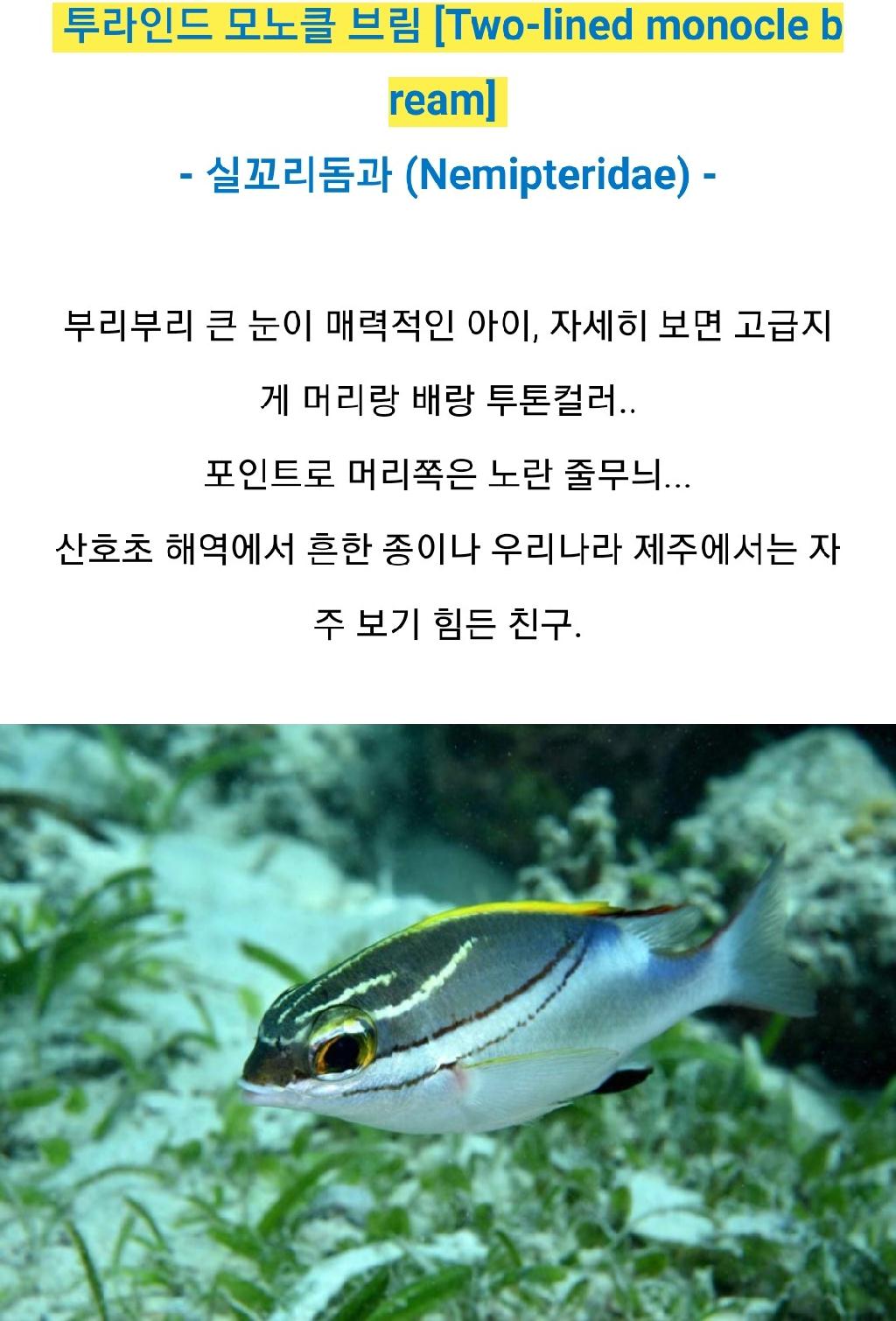누사페니다 - 만타포인트