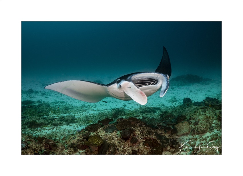 Nusa Penida, Indonesia - Manta Point