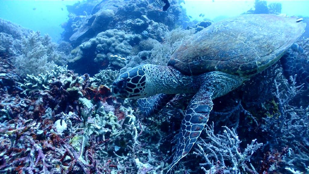 Apo Island 투어 - Cebu Liloan Kingdom resort - Apo Island Katiponan