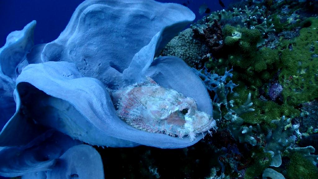 Apo Island 투어 - Cebu Liloan Kingdom resort - Apo Island Katiponan