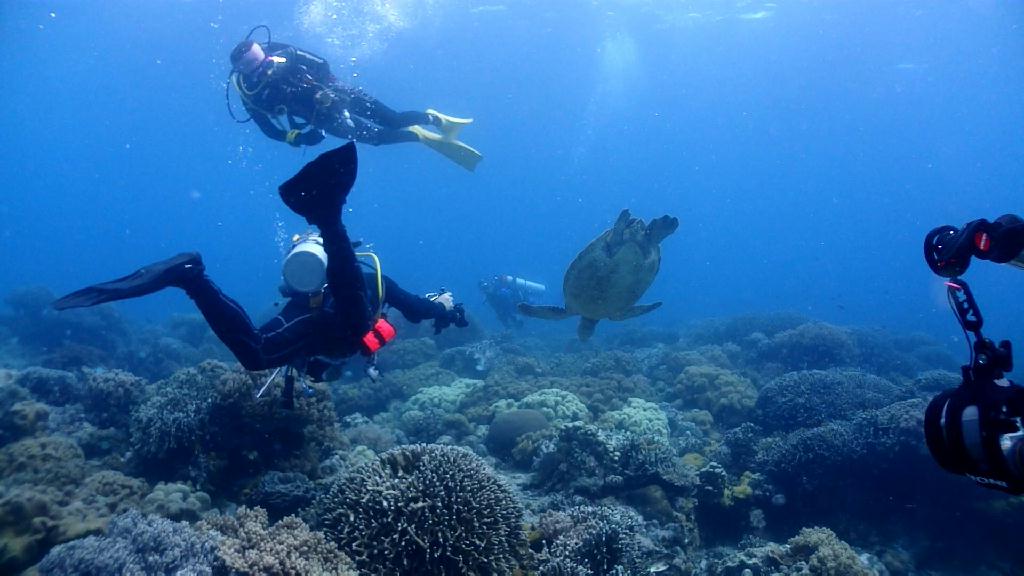Apo Island 투어 - Cebu Liloan Kingdom resort - Apo Island Katiponan