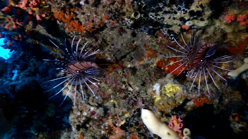 수밀란 지역 - Cebu Liloan Kingdom resort - Sumilon Fish Bank