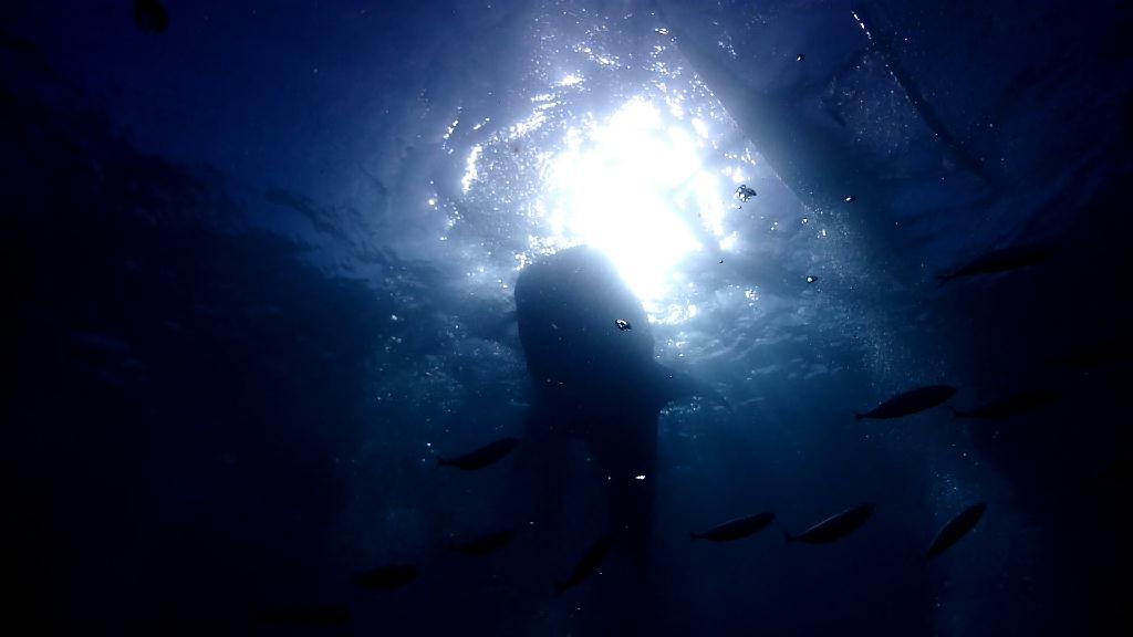 고래상어 관찰 - Cebu Liloan Kingdom resort - Oslob Whale Shark