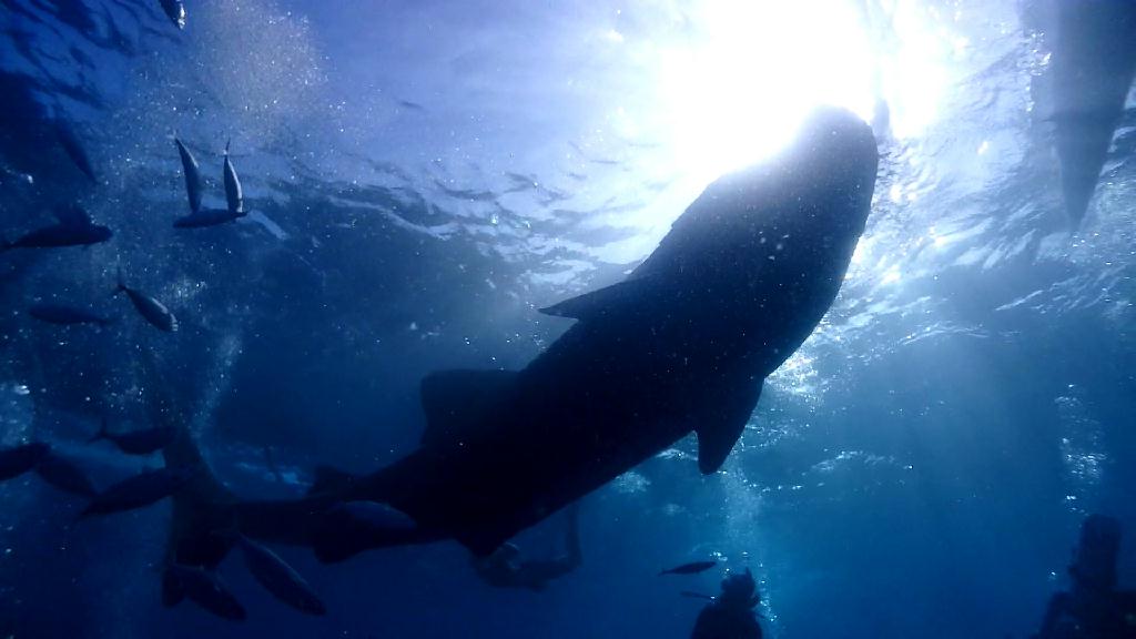 고래상어 관찰 - Cebu Liloan Kingdom resort - Oslob Whale Shark