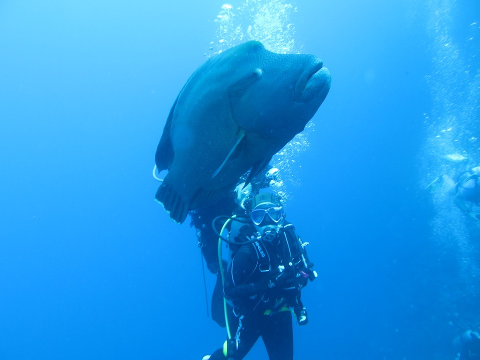 펀 다이빙 - 팔라우 /  버디 정강사님 - 난파선 / 이로마루 호