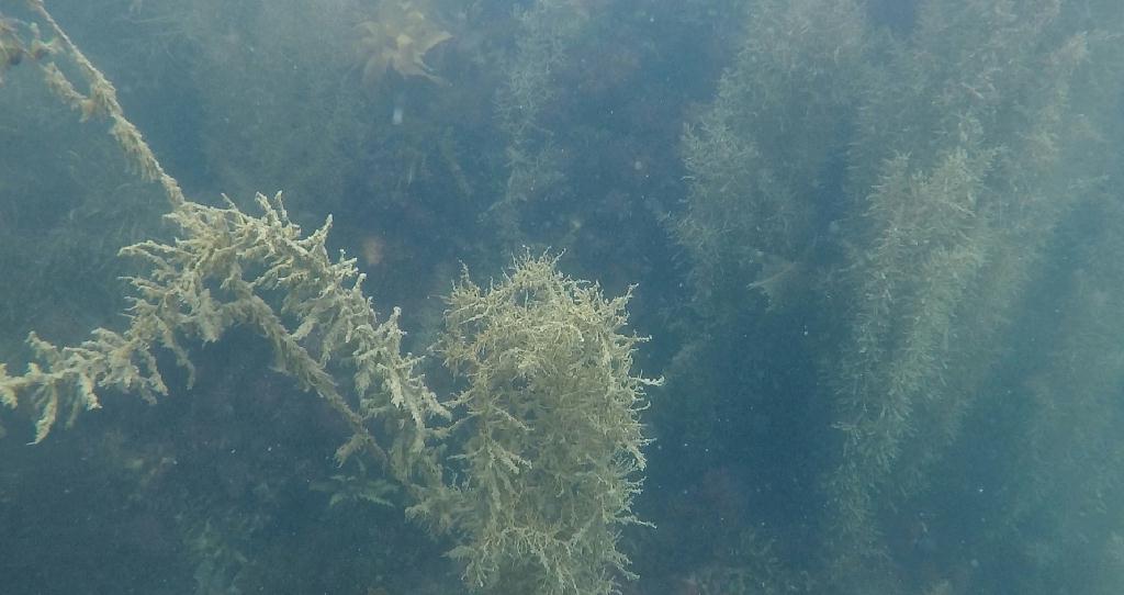 경상대학교 해조자원학 연구실 괭생이모자반 수중조사 - 통영 (수중조사) - 통영 마리나리조트