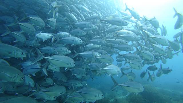 보홀 발라카삭 - Royal Garden