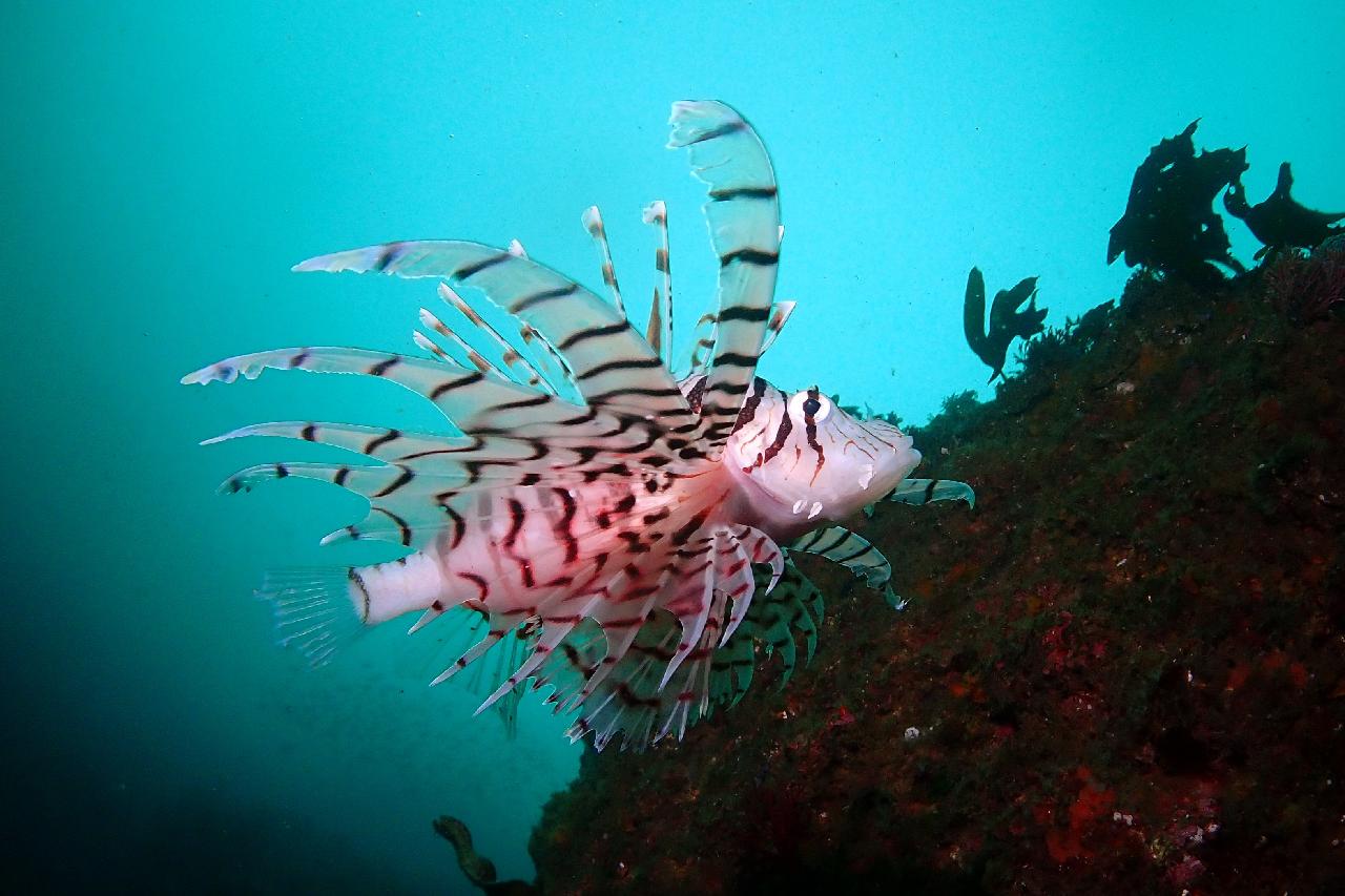 2024年の済州島スキューバダイビング旅行を予め準備してください。