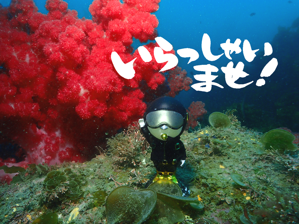 韓国ダイビングのメッカ、済州島（チェジュ島）