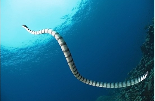 🐍 물뱀 🌊