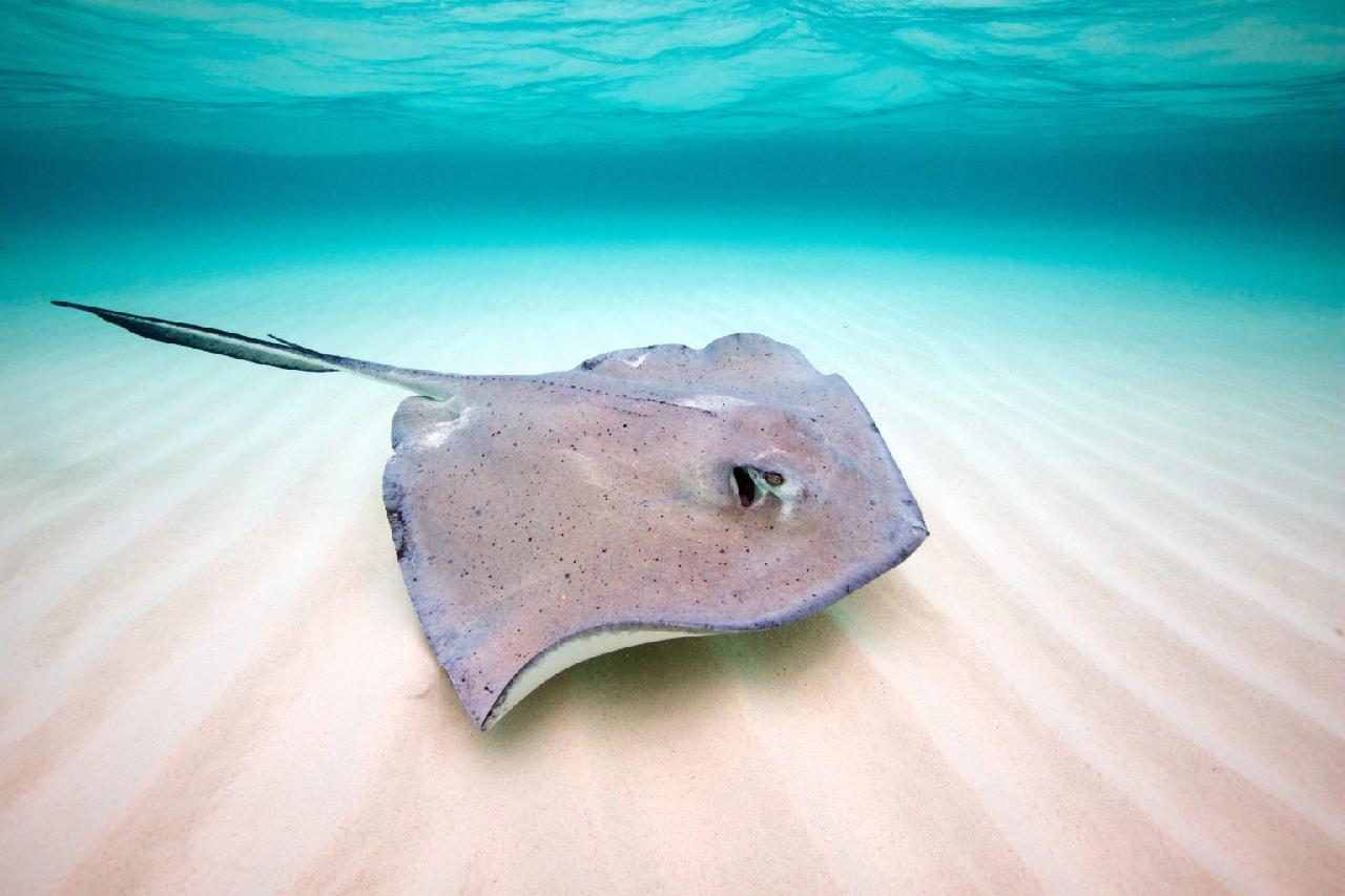 가오리 (Stingray)