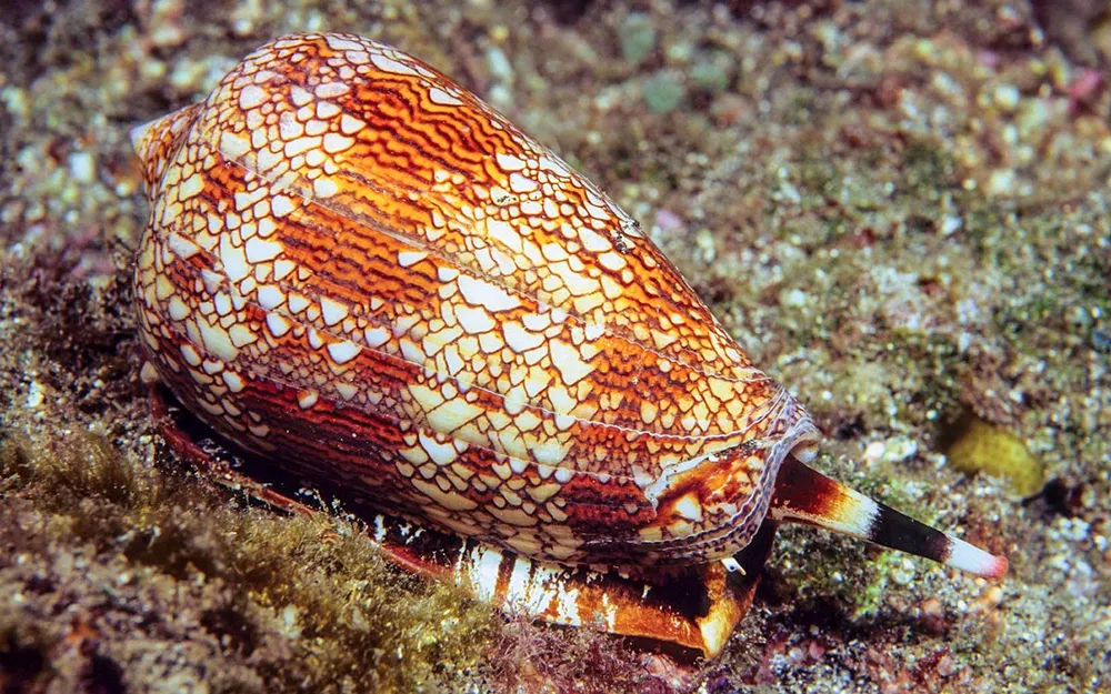 🐚 청자고둥