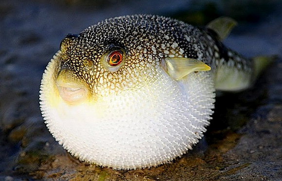 🐡 복어