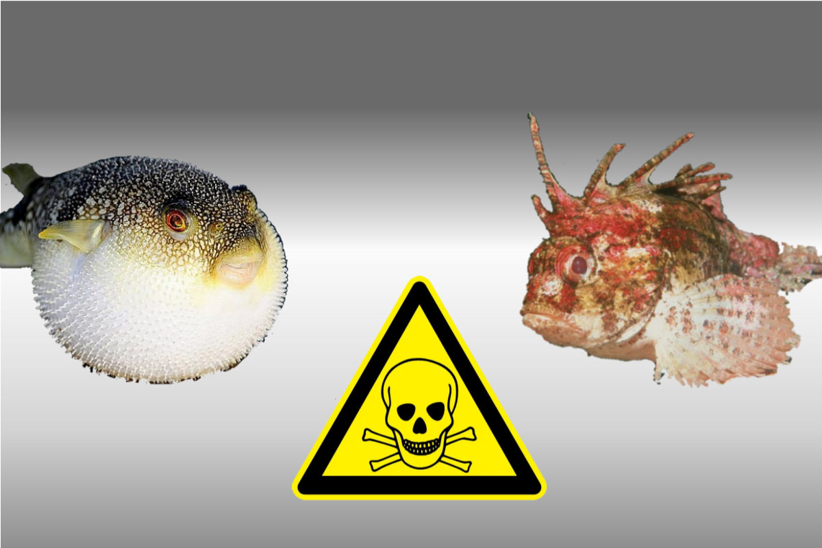 ☠️ 먹으면 위험한 생물 🐟