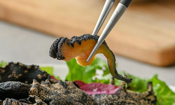 군소 - 바다에 사는 귀여운 토끼들