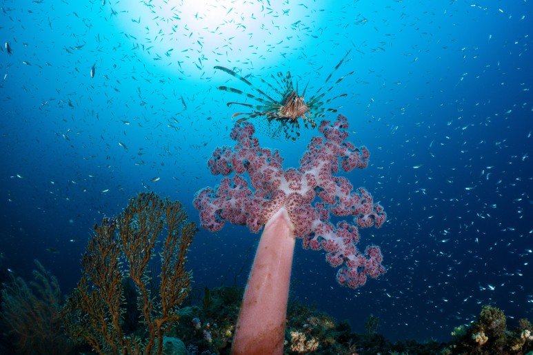 Recommended Hotels for Scuba Diving in Jeju Island - Seogwipo Old Town