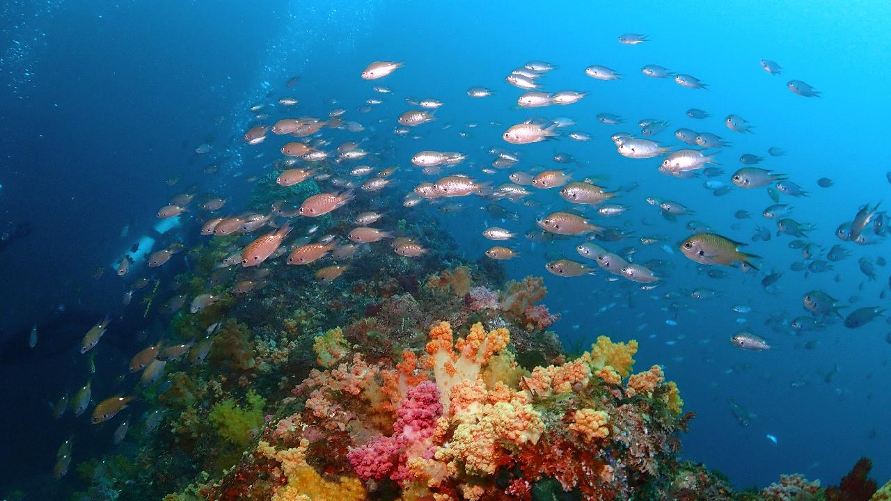 Enjoy Jeju Island Scuba Diving Trip with DIVEMAP