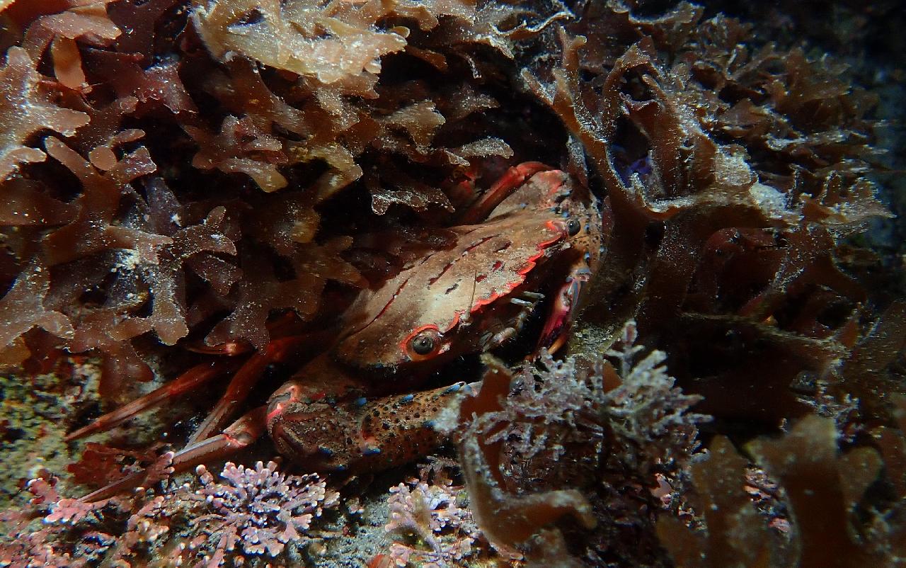 Experience the Magic of Night Diving in Jeju Island!