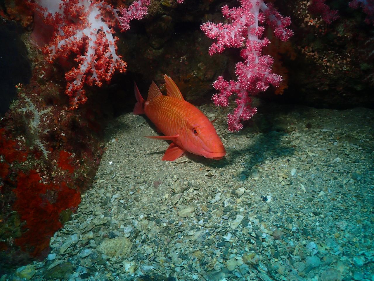 Jeju Scuba Diving – What Makes It So Special?