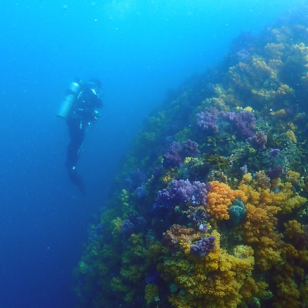 Jeju Scuba Diving – What Makes It So Special?