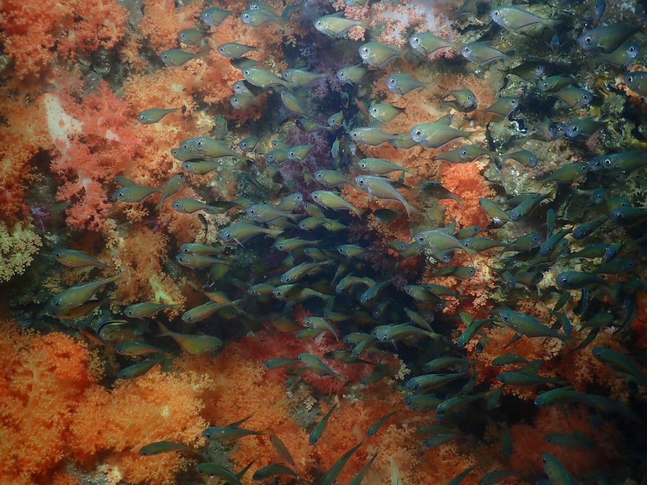 Jeju Scuba Diving – What Makes It So Special?