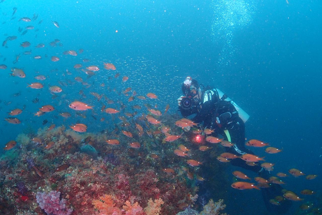 Jeju Scuba Diving – What Makes It So Special?