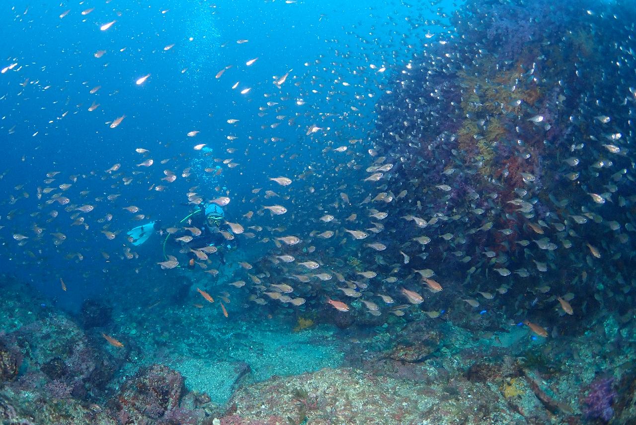 4️⃣ What NOT to Expect When Diving in Jeju
