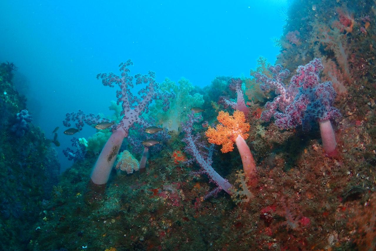 1️⃣ The Typical Shape of a Diving Schedule During a Jeju Trip