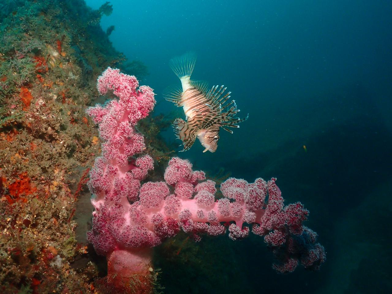 제주 바다를 충분히 누릴 수 있는 다이버를 위한 안내
