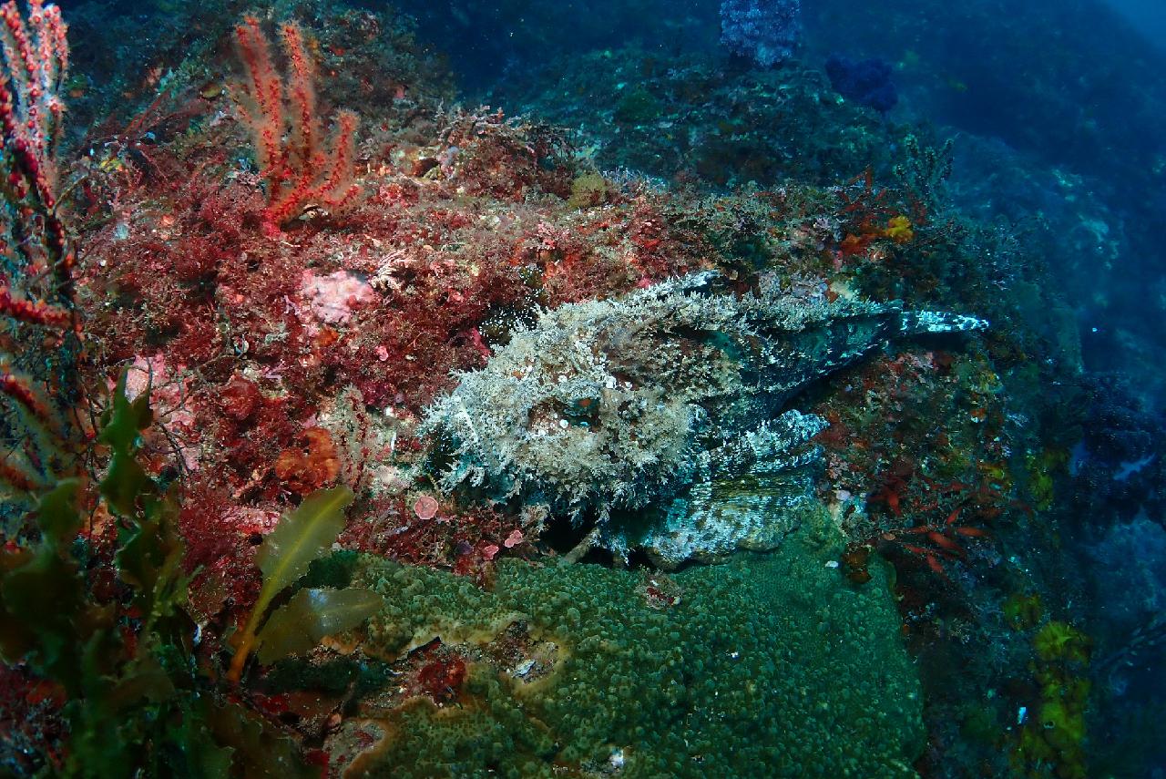 5 Scuba Diving Teammates from Osaka – The Breathtaking Underwater View of Jeju Sea After the Rain