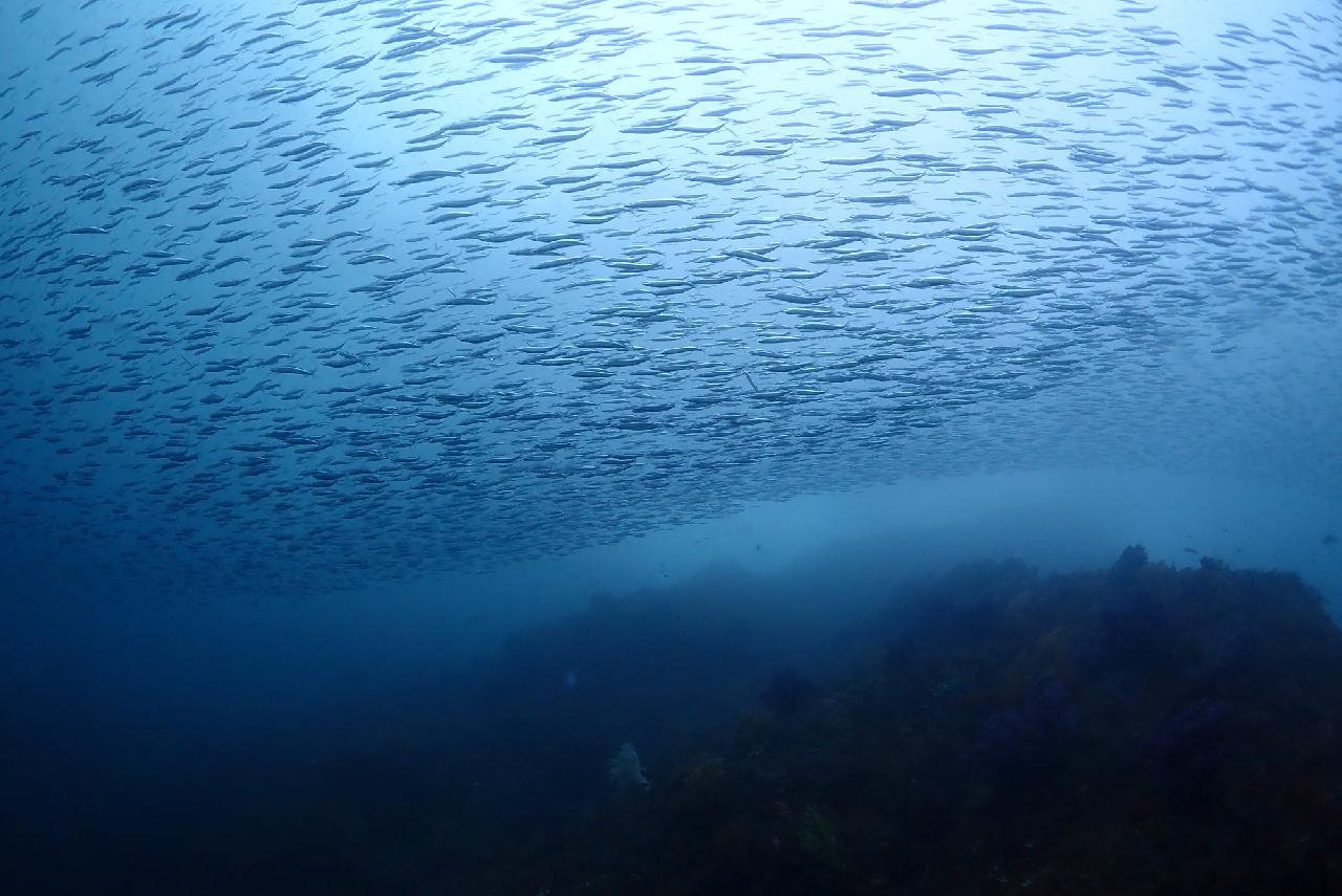 5 Scuba Diving Teammates from Osaka – The Breathtaking Underwater View of Jeju Sea After the Rain
