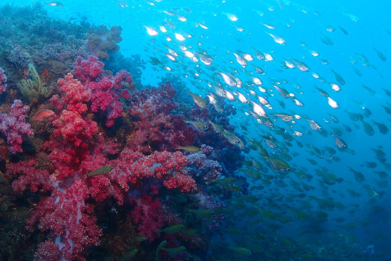 5 Scuba Diving Teammates from Osaka – The Breathtaking Underwater View of Jeju Sea After the Rain