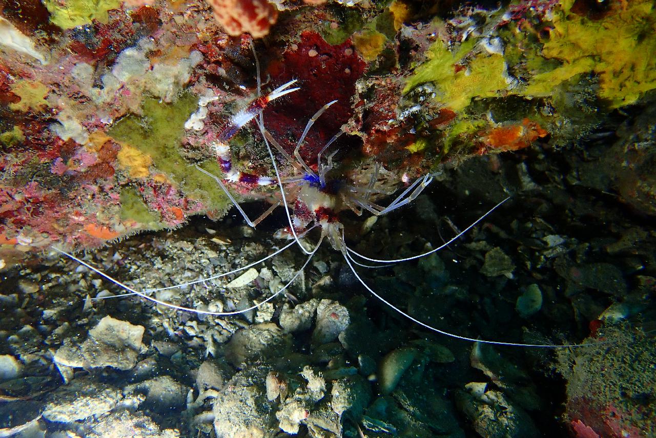 Japanese Diver & YouTuber Discovers the Seas of Seogwipo, Jeju with DIVEMAP!