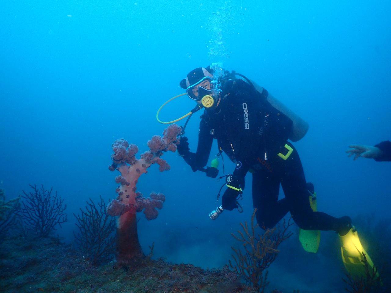Japanese Diver & YouTuber Discovers the Seas of Seogwipo, Jeju with DIVEMAP!
