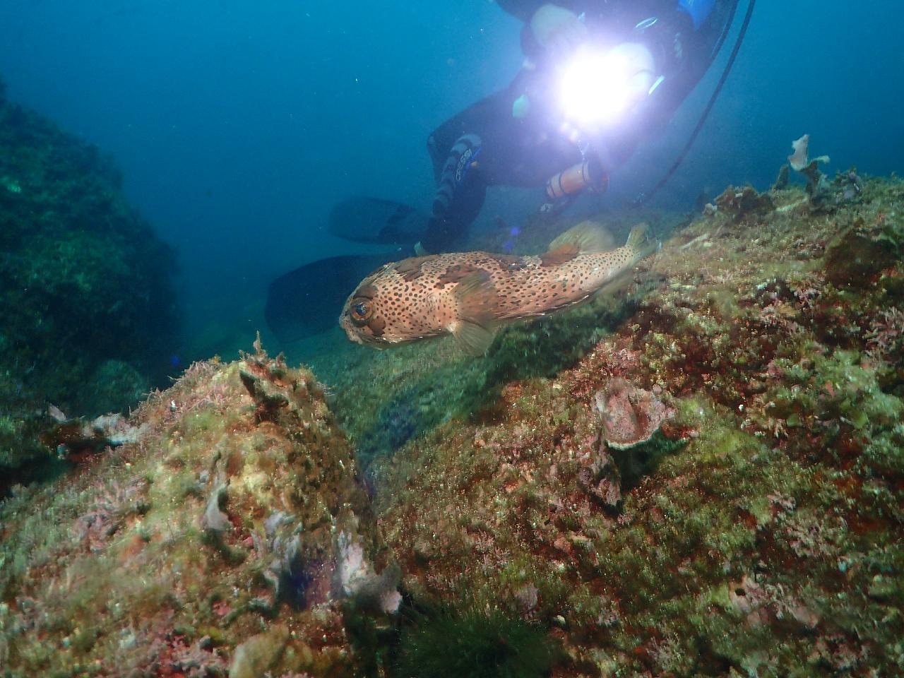 済州の海を初めて訪れたデンマークのダイバー家族と行く、西帰浦・ボムソムファンダイビング