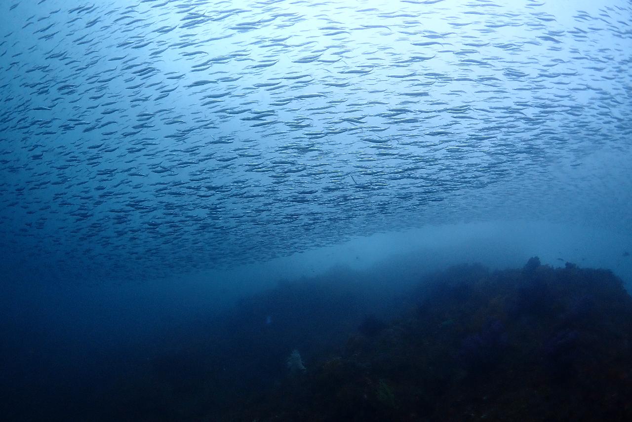 Time to Make the Jeju Sea Completely Yours