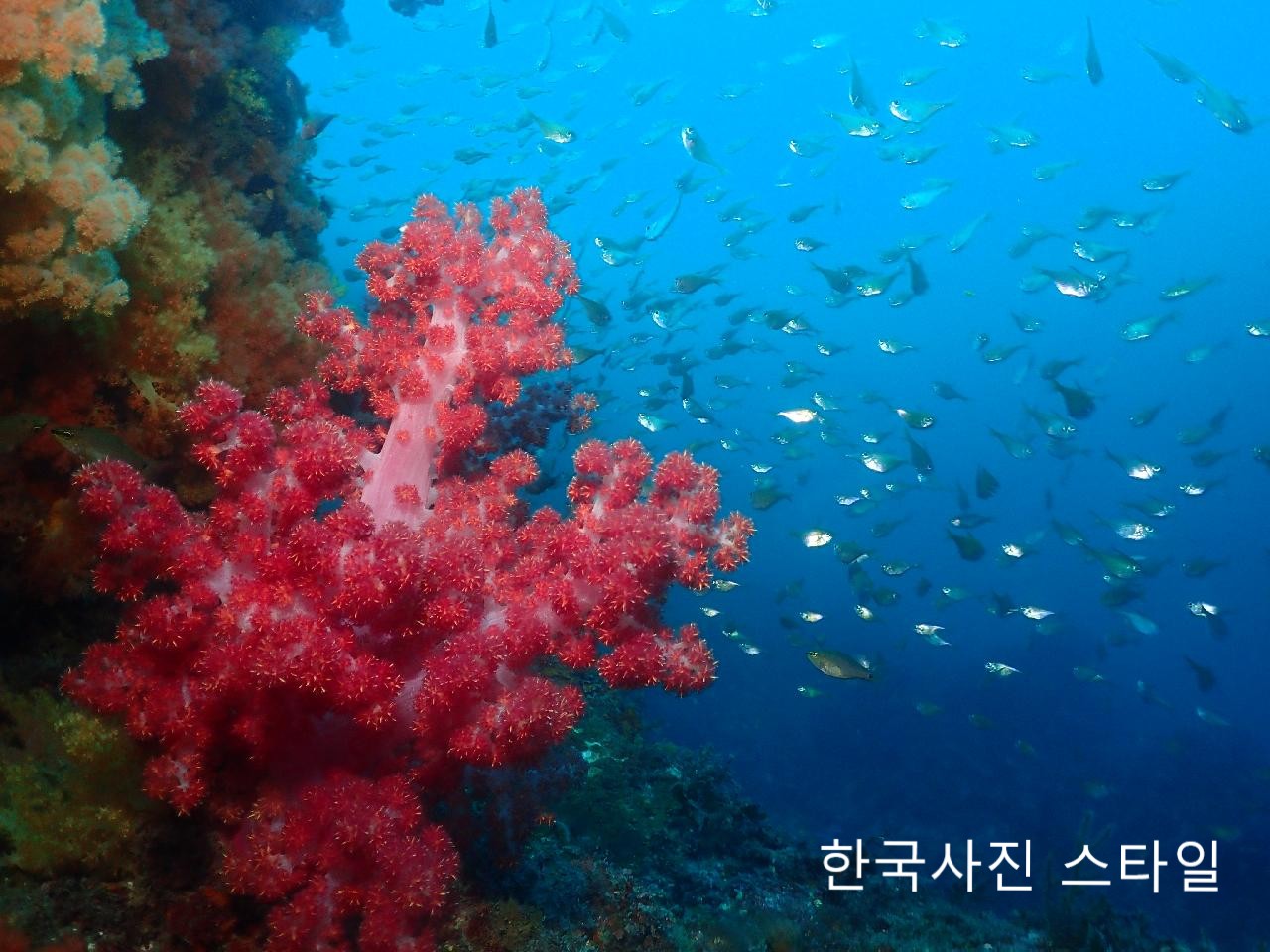 제주도 스쿠버다이빙에서 만난 일본 다이버의 수중사진, ‘훈와리’ 스타일의 비밀
