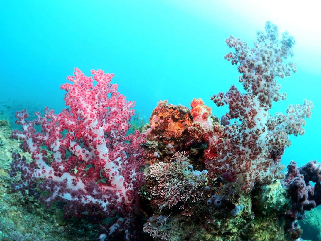 The Hunwari (ふんわり) Style Common in Japanese Underwater Photography