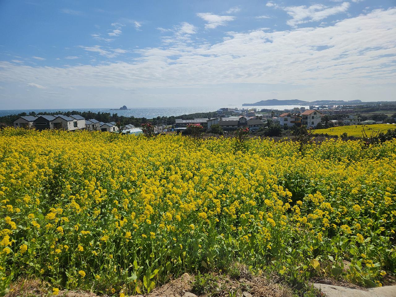 제주도의 봄은 유채꽃으로 시작합니다.