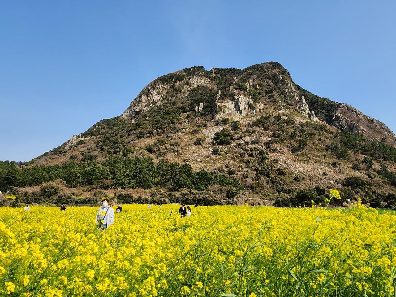 제주도의 봄은 유채꽃으로 시작합니다.